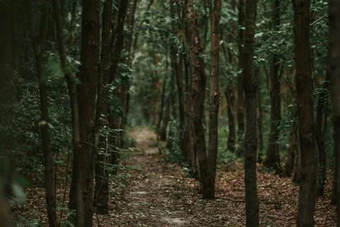 Trees in a green forest Stock Photos