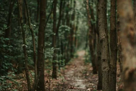 Trees in a green forest Stock Photos