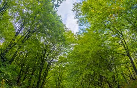 Trees in a green forest Stock Photos