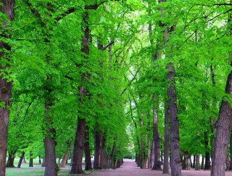  Trees in a green forest in spring Stock Photos