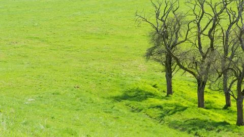 The trees in the green grass Foto stock