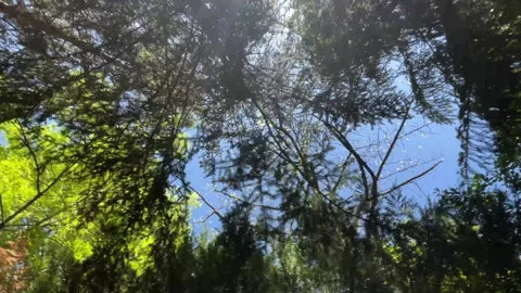 Trees with green leaves in the forest in summertime, video 4k Stock Footage 247784843