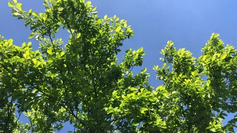 Trees with green leaves moving in the wind Stock Footage 128894798