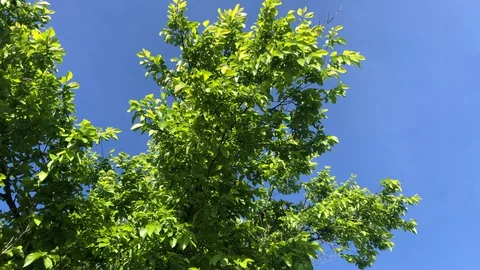 Trees with green leaves moving in the wind Stock Footage 128895541