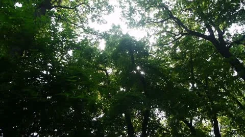 Trees - Green Leaves with soft sun flare Stock Footage 8972879