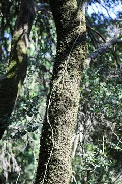 Trees with green leaves in spring time Foto stock