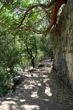 Trees with green leaves in spring time Foto stock