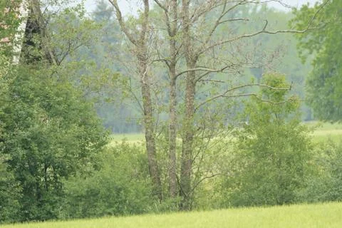 Trees on a green meadow 스톡 사진