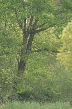 Trees on a green meadow Stock Photos