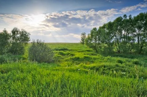 Trees on green meadow under cloudy sky Stock Photos