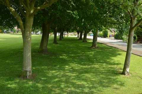 Trees on Green Stock Photos