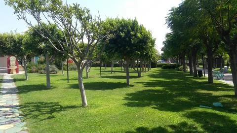 Trees on green with shadows Stock Photos