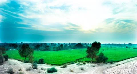 Trees in a green wheat field Stock Photos