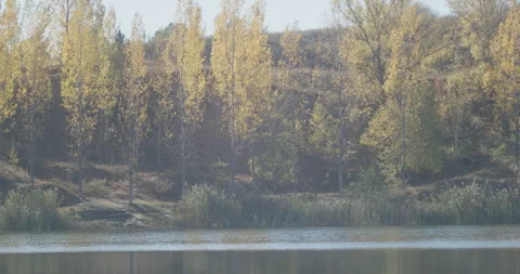 Trees of grey poplar on lakeside 4K footage Stock Footage 315860669