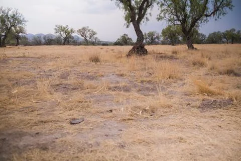Trees on ground covered by dray grass and under cloudy sky Stock Photos