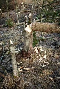 Trees group bitten by beaver Stock Photos