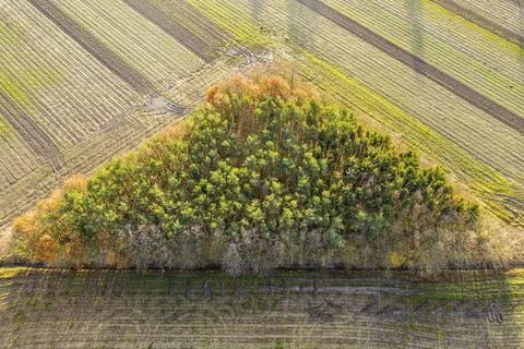 Trees grouped in shape of a triangle, farmland, autumnal foliage, aerial view, 스톡 사진