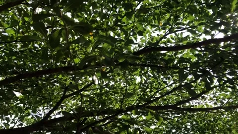 The trees grove Stock-Footage 240122061