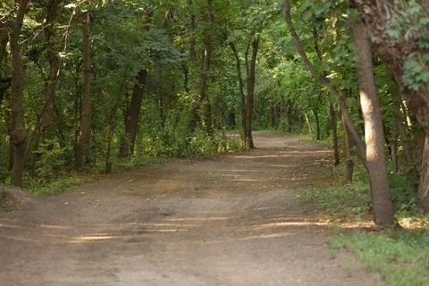 Trees in a grove in summer, a path with a bend going into the distance Stock Photos