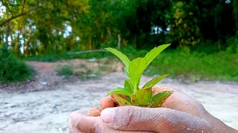 Trees that grow from between hands Stock Footage 291248030
