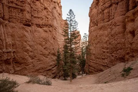 Trees Grow Between the Switchbacks of Bryce Canyon Trails Stock Photos