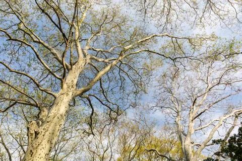 Trees Grow in Brooklyn Stock Photos