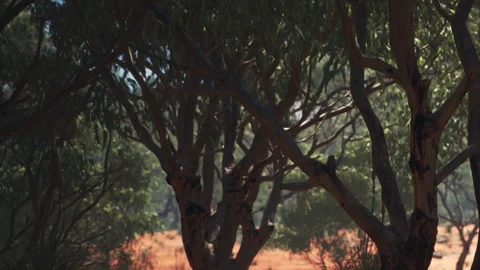 Trees grow in dry land under bright sunlight in an Australian outback scene Vídeos de archivo 338324568