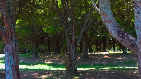 Trees grow in the garden in summer Stock Footage 131779513