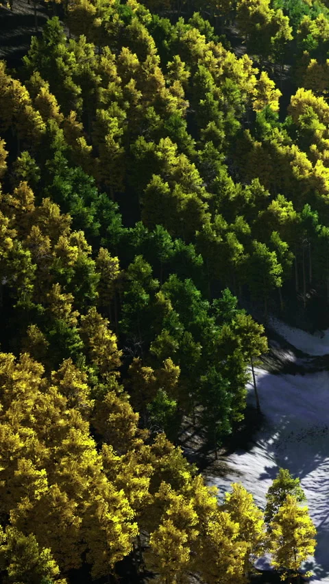 Trees grow on a hillside seen from above during autumn season in a forest Stock Footage 331765512
