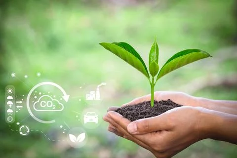 Trees grow in human hands. Hand planting trees with technology of renewable.. Stock Photos