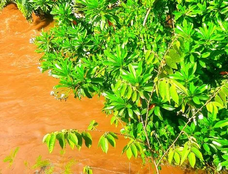 Trees grow by the river Stock Photos
