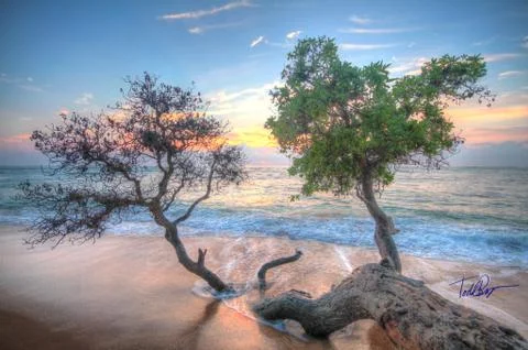 Trees grow into sand Stockfoto's