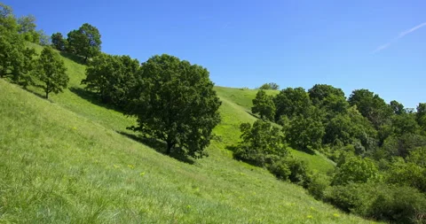 Trees grow on slope side of green hill under bright blue sky in spring Stock Footage 263095351