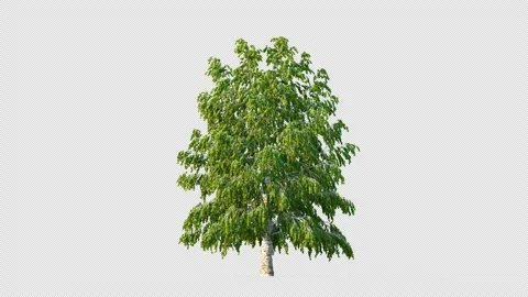 Trees grow from small to big. Vidéo 248105091