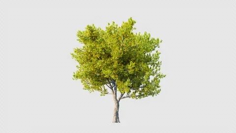 Trees grow from small to big. Stock Footage 252487809