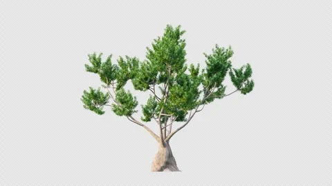 Trees grow from small to big. Stock Footage 252487810