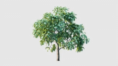 Trees grow from small to big. Stock Footage 253483063