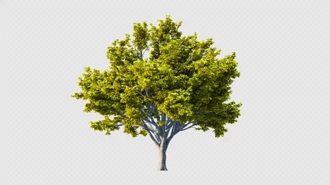 Trees grow from small to big. Stockbeeldmateriaal 254682867