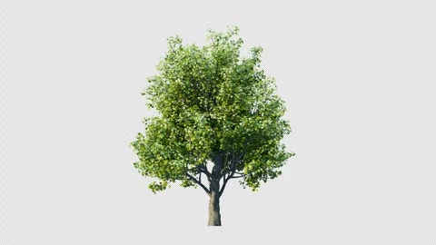 Trees grow from small to big. Stock Footage 255089063