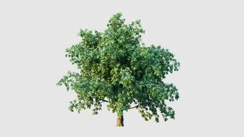 Trees grow from small to big. Stockbeeldmateriaal 255703900