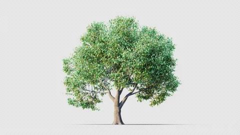 Trees grow from small to big. Stock Footage 256203479