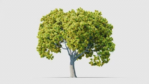 Trees grow from small to big. Vidéo 257415889