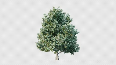 Trees grow from small to large. Stock Footage 257992899