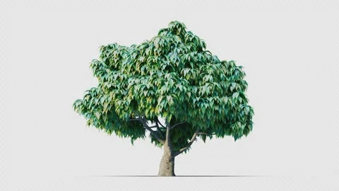 Trees grow from small to large. Vidéo 257992931