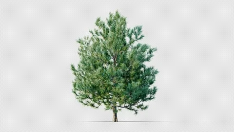 Trees grow from small to large. Stock Footage 258820258