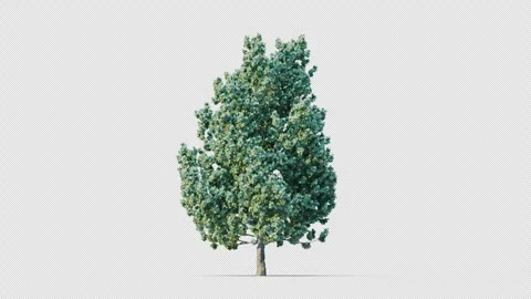 Trees grow from small to large. Vidéo 258820317