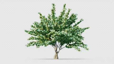 Trees grow from small to large. Stock Footage 259627968