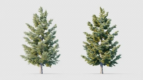 Trees grow from small to large. Stockbeeldmateriaal 261825161