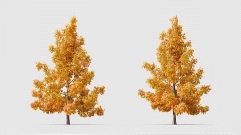 Trees grow from small to large. Stock Footage 262824749