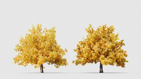 Trees grow from small to large. Stockbeeldmateriaal 266390683